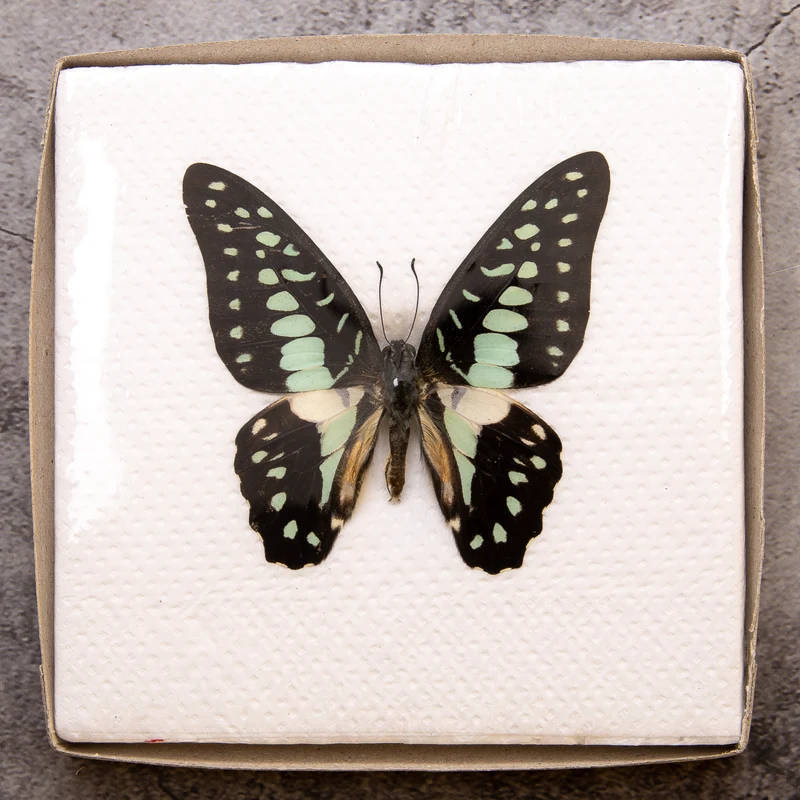 A1 Spread Butterfly Specimens, Pack Sizes 1–25