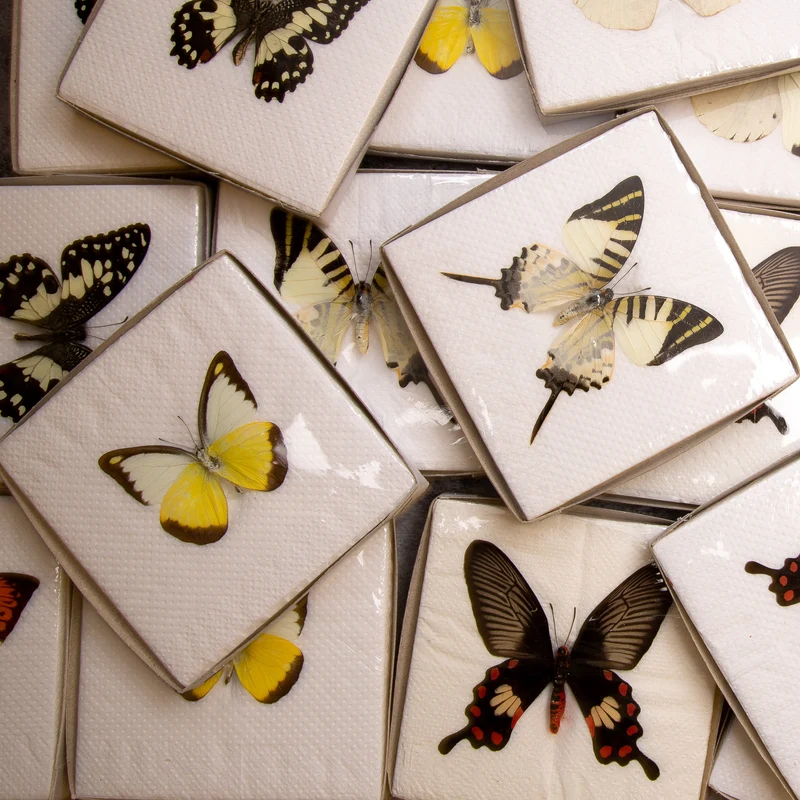 A1 Spread Butterfly Specimens, Pack Sizes 1–25