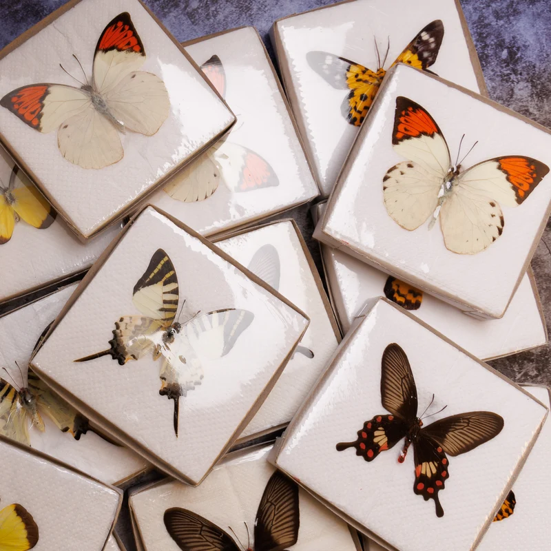 A1 Spread Butterfly Specimens, Pack Sizes 1–25