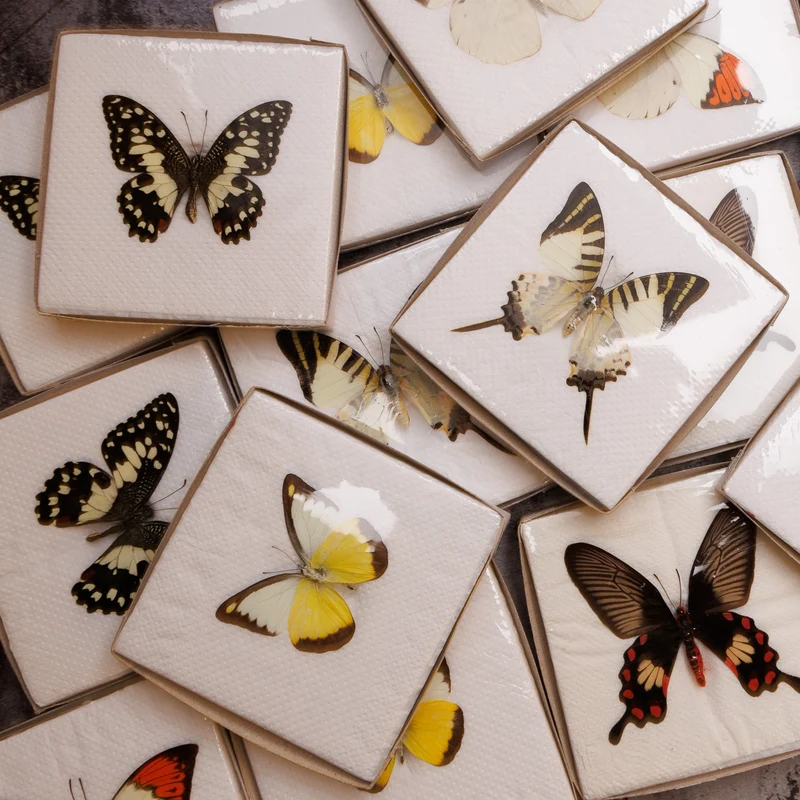 A1 Spread Butterfly Specimens, Pack Sizes 1–25