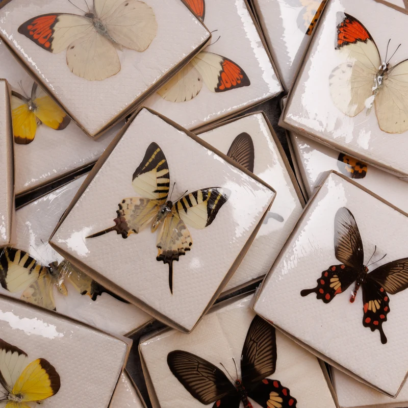 A1 Spread Butterfly Specimens, Pack Sizes 1–25