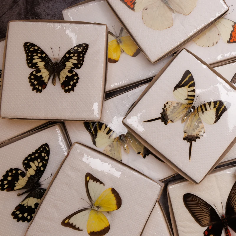 A1 Spread Butterfly Specimens, Pack Sizes 1–25