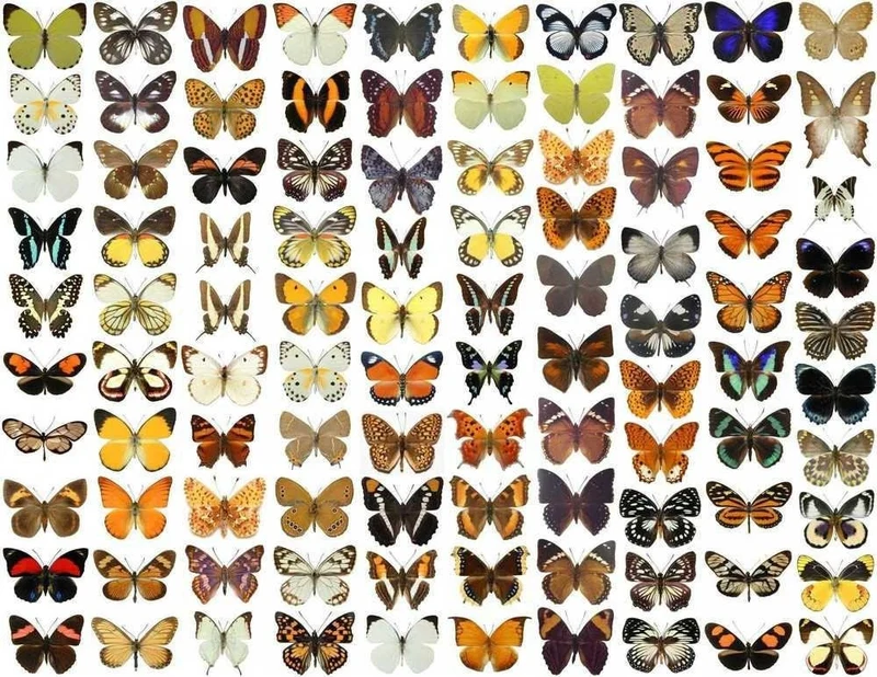 A1 Spread Butterfly Specimens, Pack Sizes 1–25