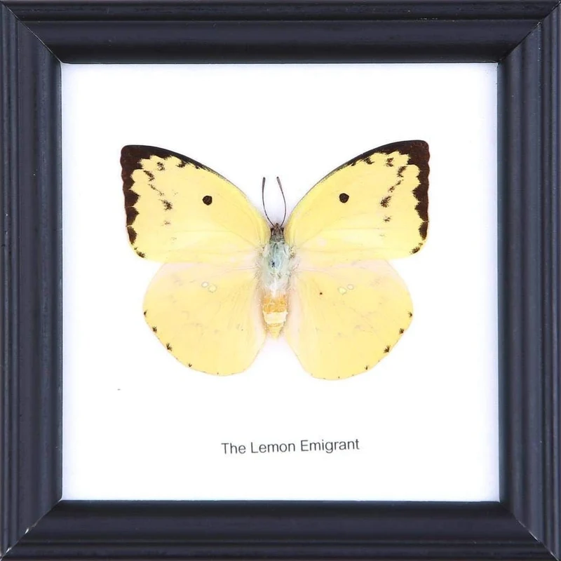 12 x The Lemon Emigrant Butterfly (Catopsilia pomona) Wholesale Framed Butterflies