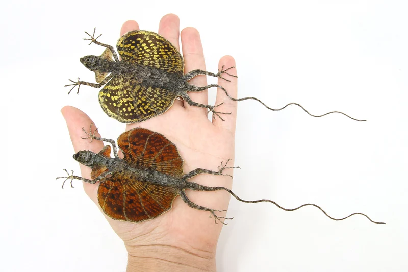 A PAIR of Draco Flying Lizards (Draco haematopogon) A1 Spread Specimens 20cm