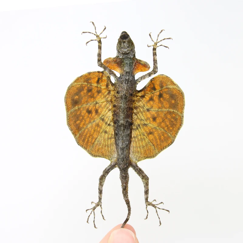 A PAIR of Draco Flying Lizards (Draco haematopogon) A1 Spread Specimens 20cm