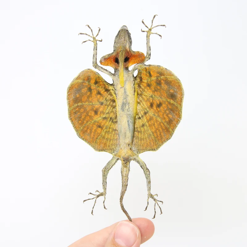 A PAIR of Draco Flying Lizards (Draco haematopogon) A1 Spread Specimens 20cm