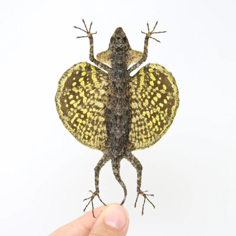A PAIR of Draco Flying Lizards (Draco haematopogon) A1 Spread Specimens 20cm
