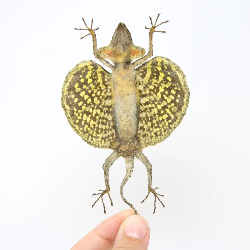 A PAIR of Draco Flying Lizards (Draco haematopogon) A1 Spread Specimens 20cm