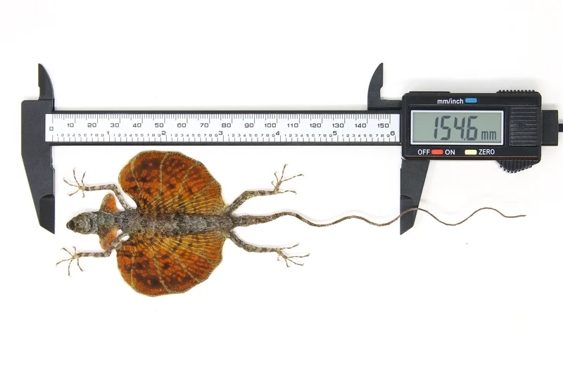 A PAIR of Draco Flying Lizards (Draco haematopogon) A1 Spread Specimens 20cm