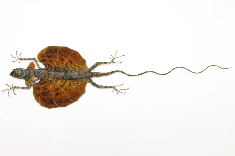 A PAIR of Draco Flying Lizards (Draco haematopogon) A1 Spread Specimens 20cm
