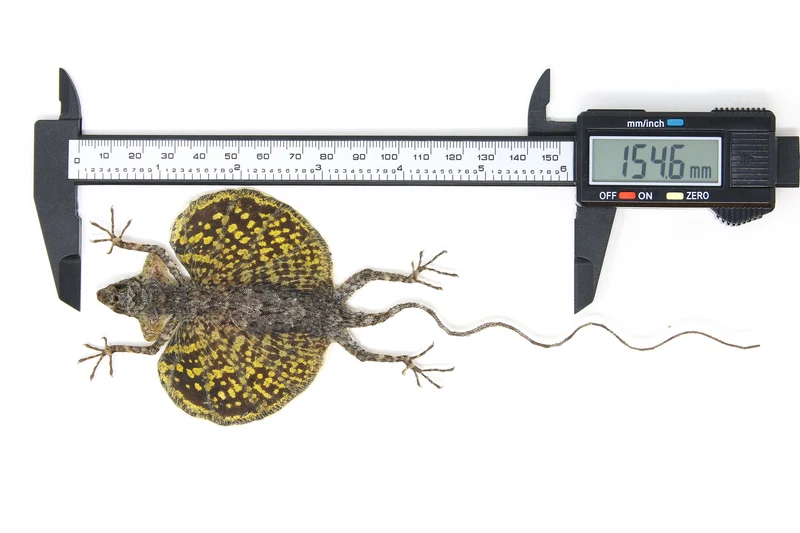 A PAIR of Draco Flying Lizards (Draco haematopogon) A1 Spread Specimens 20cm
