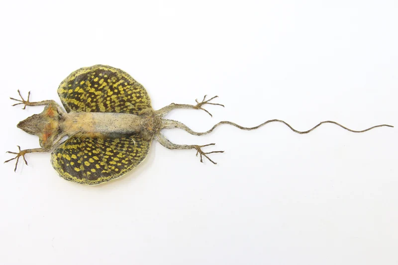 A PAIR of Draco Flying Lizards (Draco haematopogon) A1 Spread Specimens 20cm