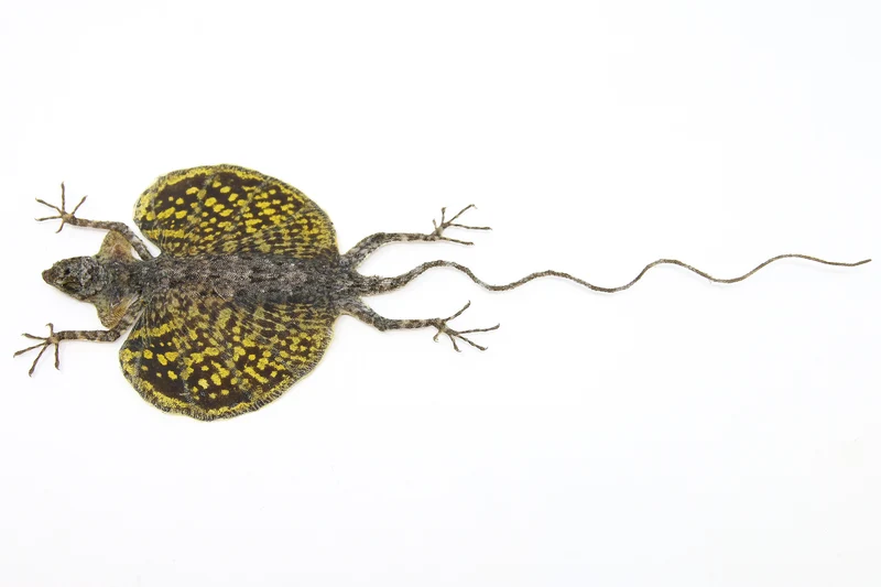 A PAIR of Draco Flying Lizards (Draco haematopogon) A1 Spread Specimens 20cm