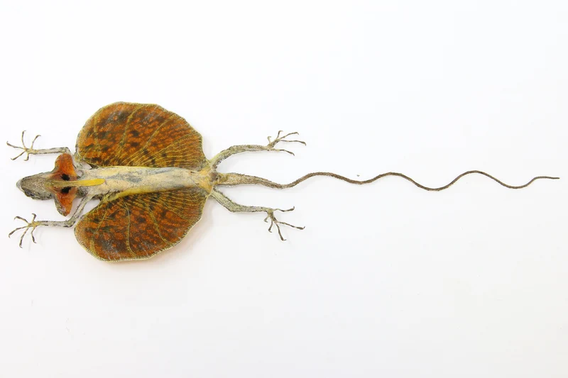 A PAIR of Draco Flying Lizards (Draco haematopogon) A1 Spread Specimens 20cm