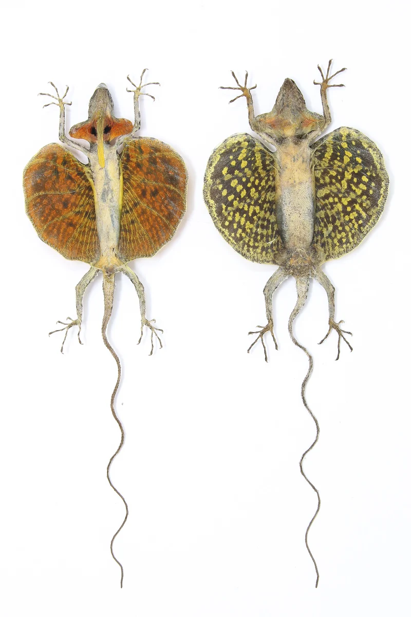 A PAIR of Draco Flying Lizards (Draco haematopogon) A1 Spread Specimens 20cm