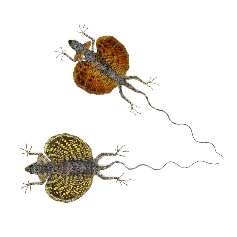 A PAIR of Draco Flying Lizards (Draco haematopogon) A1 Spread Specimens 20cm
