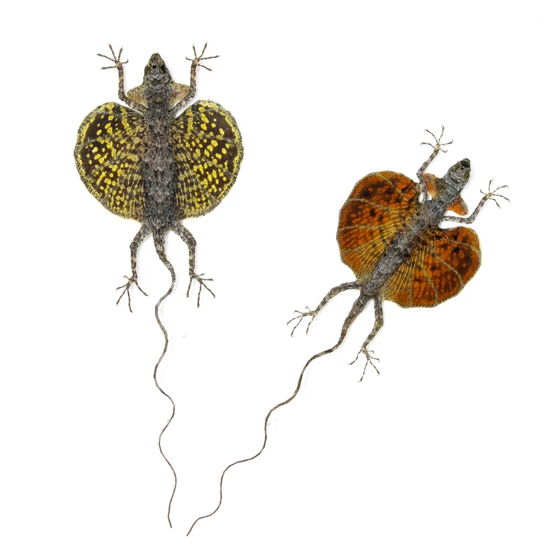 A PAIR of Draco Flying Lizards (Draco haematopogon) A1 Spread Specimens 20cm