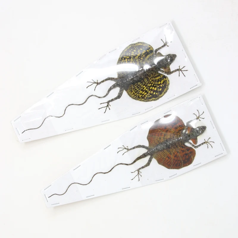 A PAIR of Draco Flying Lizards (Draco haematopogon) A1 Spread Specimens 20cm