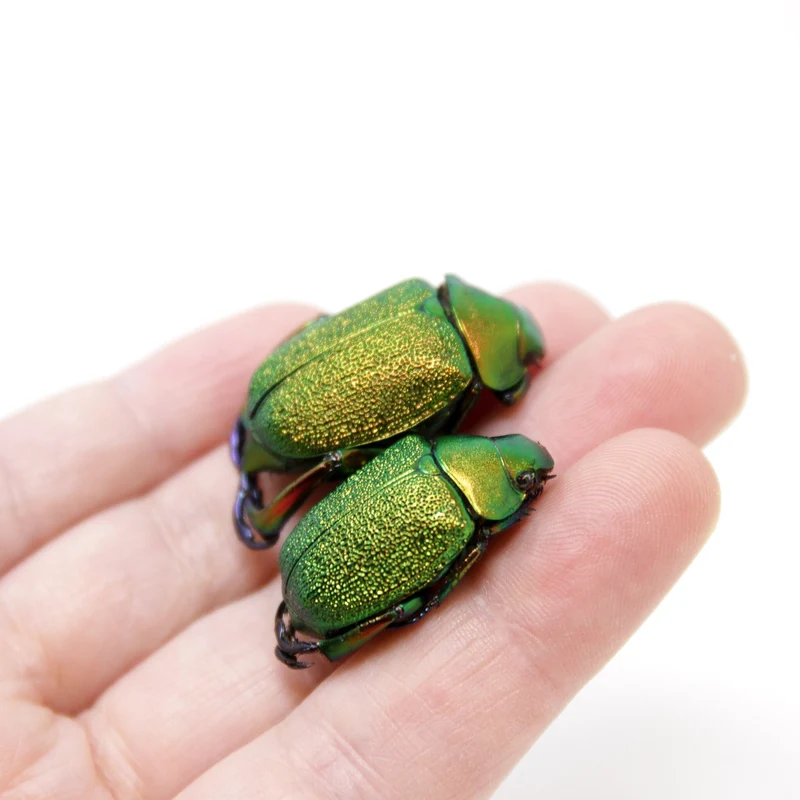 Chrysophora chrysochlora | Jewel Scarab Beetles | Real Unmounted Specimens from Peru