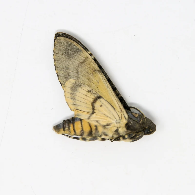 Lesser Deaths Head Hawk Moth (Acherontia styx) | A1 Unmounted Specimen | The Silence of the Lambs