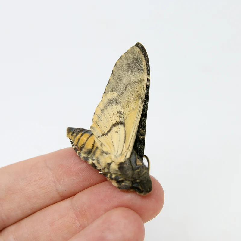 Lesser Deaths Head Hawk Moth (Acherontia styx) | A1 Unmounted Specimen | The Silence of the Lambs