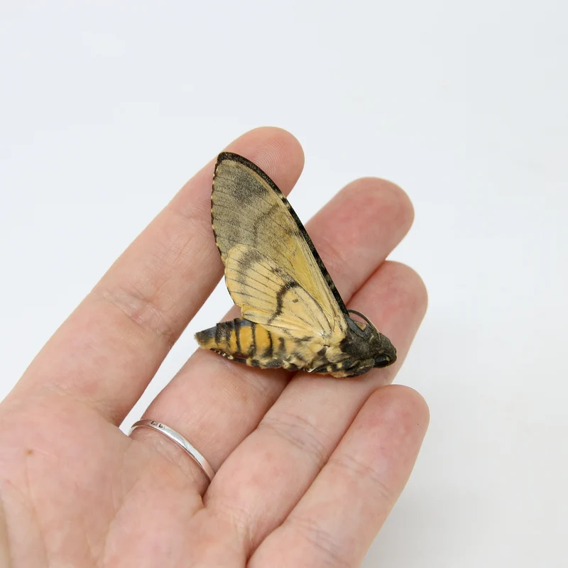 Lesser Deaths Head Hawk Moth (Acherontia styx) | A1 Unmounted Specimen | The Silence of the Lambs