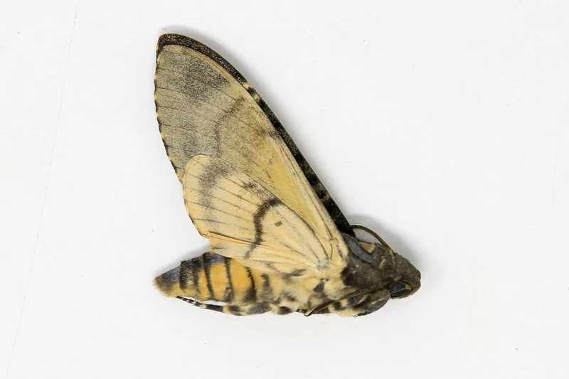 Lesser Deaths Head Hawk Moth (Acherontia styx) | A1 Unmounted Specimen | The Silence of the Lambs