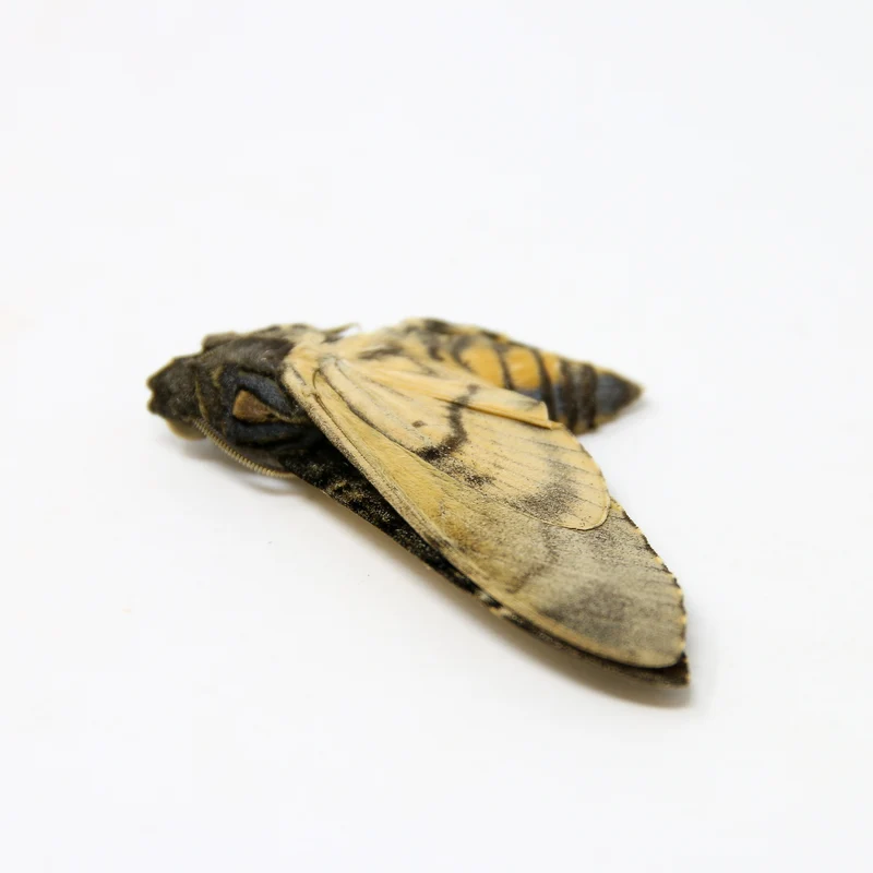 Lesser Deaths Head Hawk Moth (Acherontia styx) | A1 Unmounted Specimen | The Silence of the Lambs