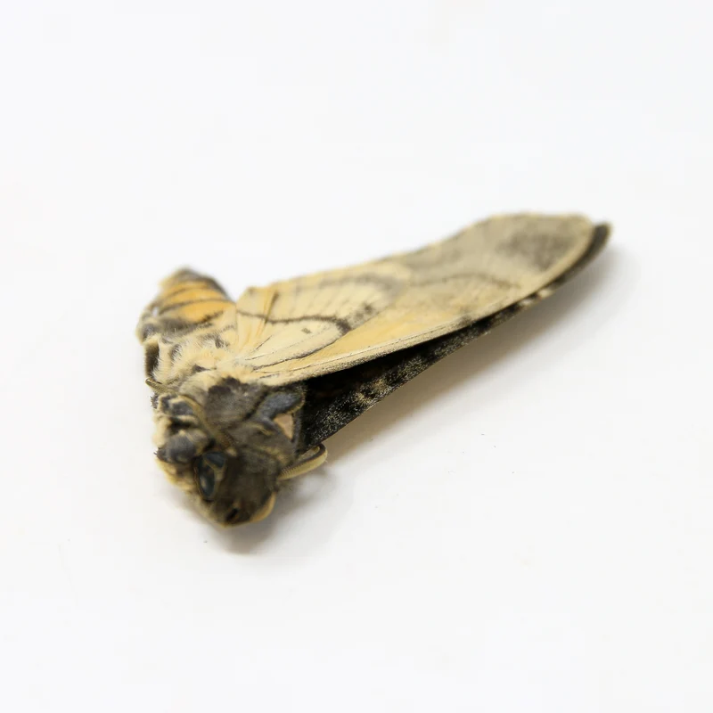 Lesser Deaths Head Hawk Moth (Acherontia styx) | A1 Unmounted Specimen | The Silence of the Lambs