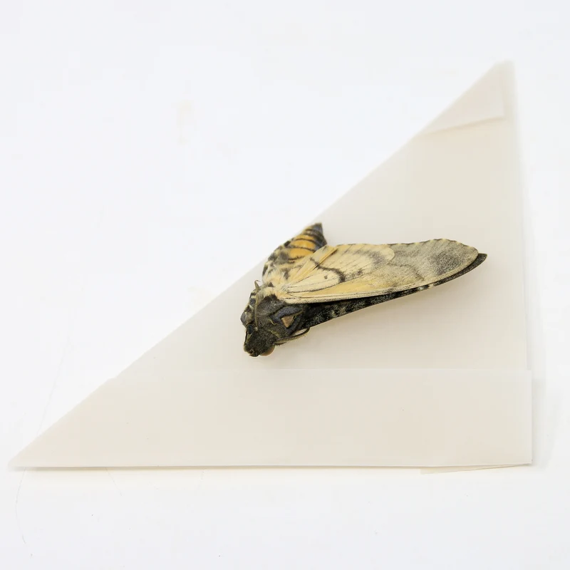 Lesser Deaths Head Hawk Moth (Acherontia styx) | A1 Unmounted Specimen | The Silence of the Lambs