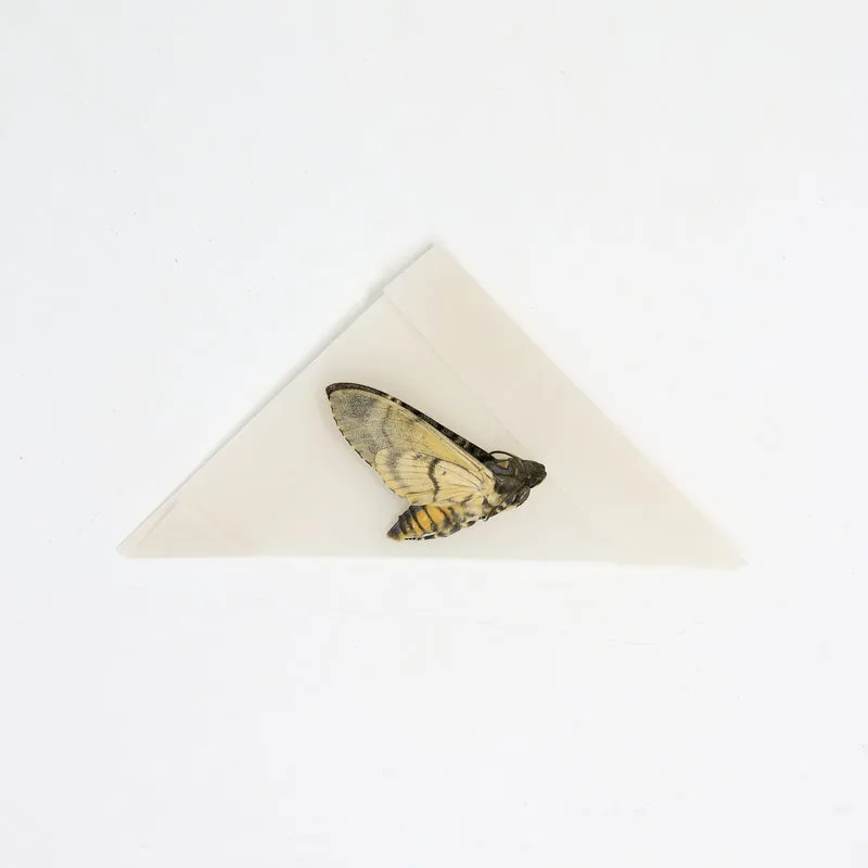 Lesser Deaths Head Hawk Moth (Acherontia styx) | A1 Unmounted Specimen | The Silence of the Lambs