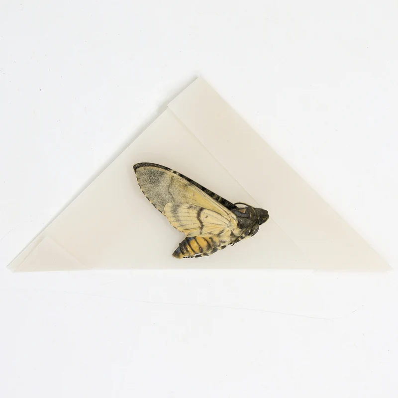 Lesser Deaths Head Hawk Moth (Acherontia styx) | A1 Unmounted Specimen | The Silence of the Lambs