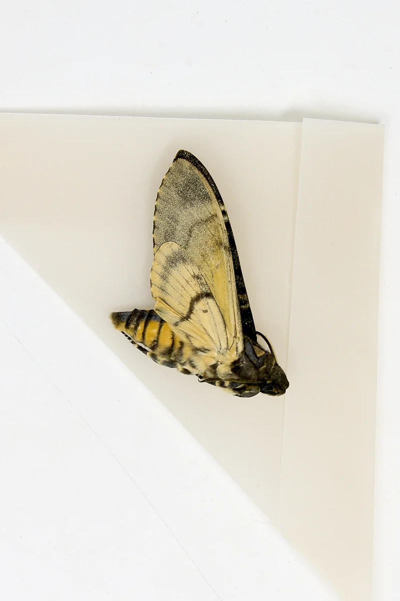 Lesser Deaths Head Hawk Moth (Acherontia styx) | A1 Unmounted Specimen | The Silence of the Lambs