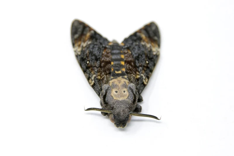 Lesser Deaths Head Hawk Moth (Acherontia styx) | A1 Unmounted Specimen | The Silence of the Lambs