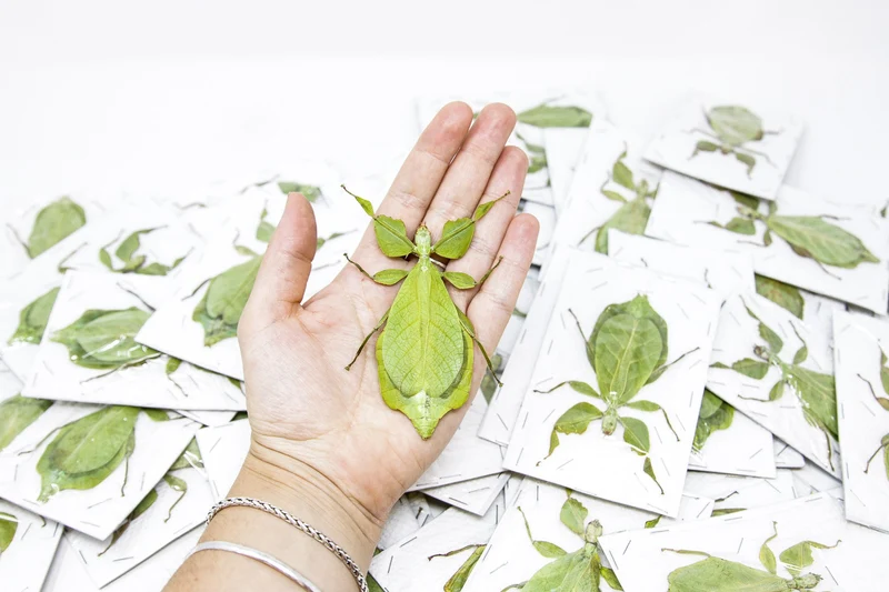 Giant Thai Leaf Insects | Phyllium celebicum Unmounted Spread Specimens
