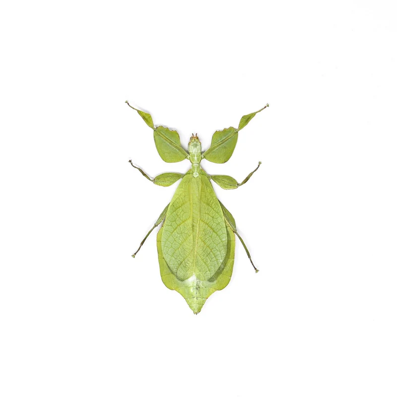 Giant Thai Leaf Insects | Phyllium celebicum Unmounted Spread Specimens
