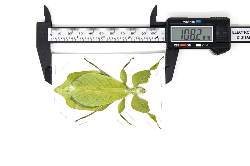 Giant Thai Leaf Insects | Phyllium celebicum Unmounted Spread Specimens