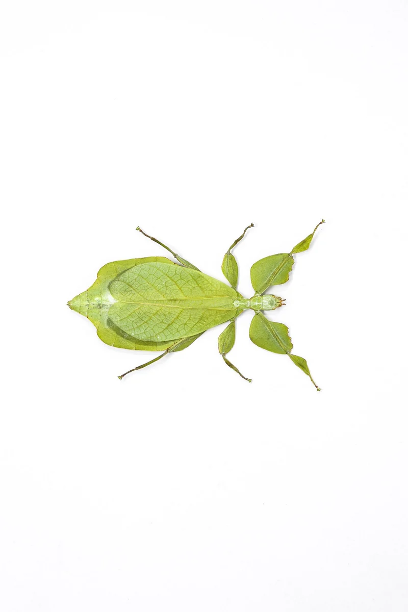Giant Thai Leaf Insects | Phyllium celebicum Unmounted Spread Specimens