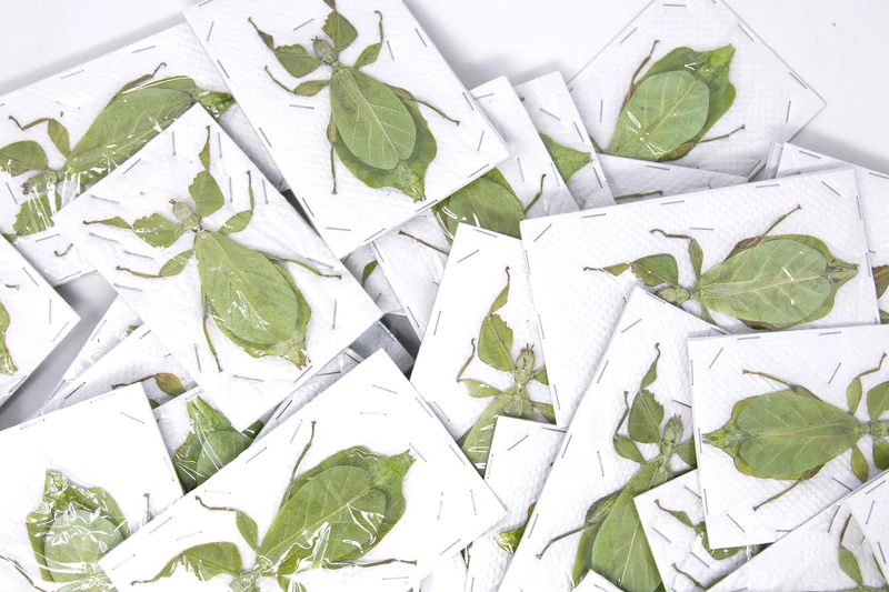 Giant Thai Leaf Insects | Phyllium celebicum Unmounted Spread Specimens