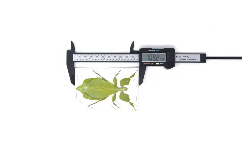 Giant Thai Leaf Insects | Phyllium celebicum Unmounted Spread Specimens