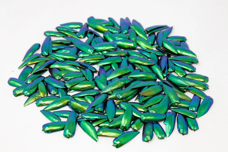 Green Jewel Beetle ELYTRA (Sternocera aequisignata) Wing-cases for Artistic Creation