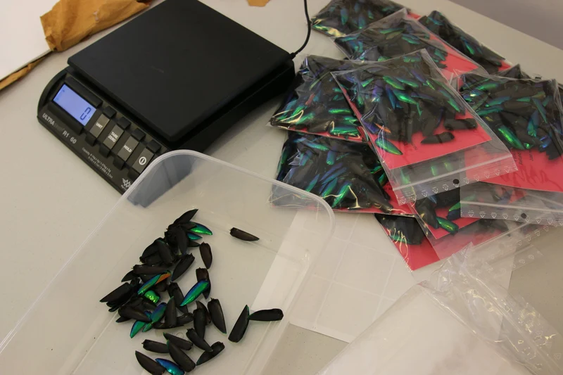 Green Jewel Beetle ELYTRA (Sternocera aequisignata) Wing-cases for Artistic Creation