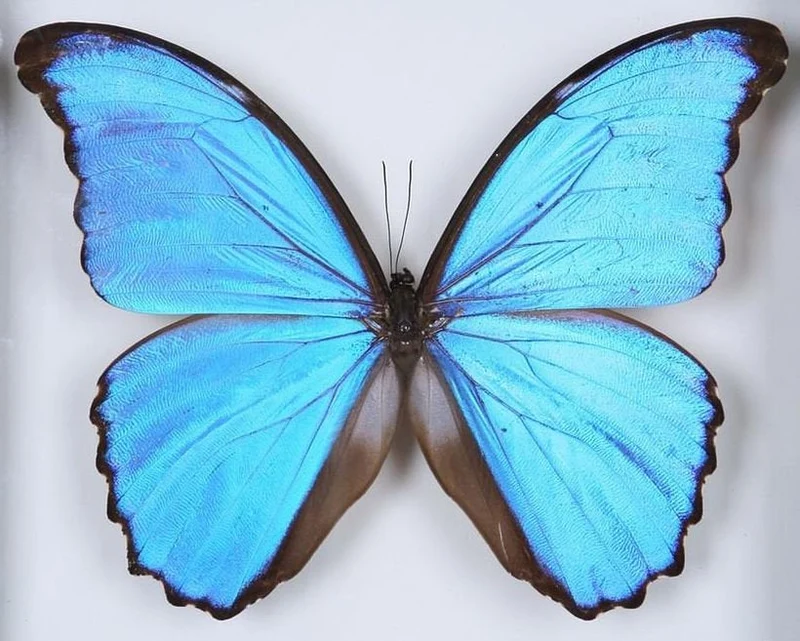WHOLESALE 10 Morpho didius A1 | Giant Blue Morpho Butterflies | Unmounted Papered Specimens