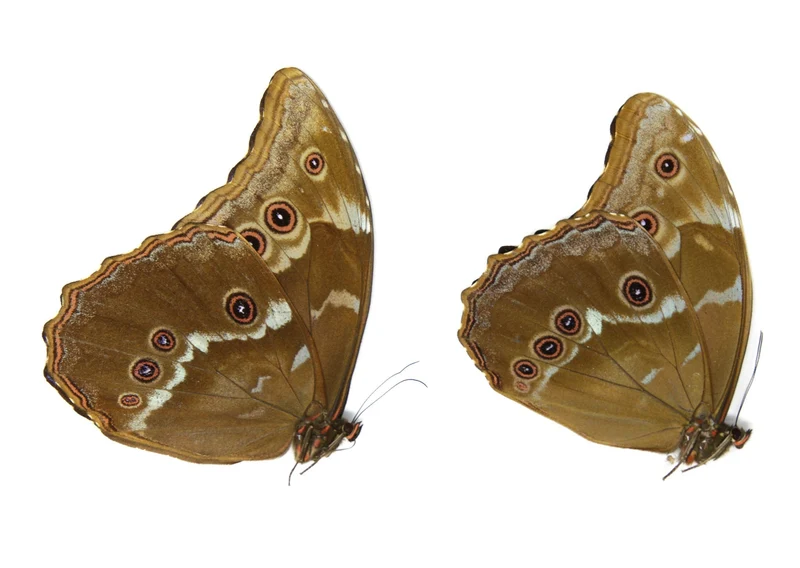WHOLESALE 10 Morpho didius A1 | Giant Blue Morpho Butterflies | Unmounted Papered Specimens