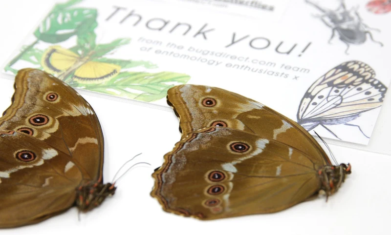 WHOLESALE 10 Morpho didius A1 | Giant Blue Morpho Butterflies | Unmounted Papered Specimens