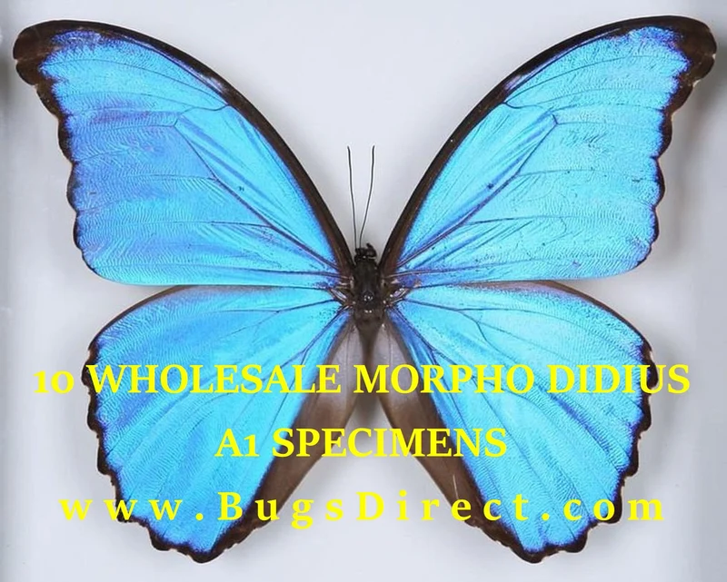 WHOLESALE 10 Morpho didius A1 | Giant Blue Morpho Butterflies | Unmounted Papered Specimens