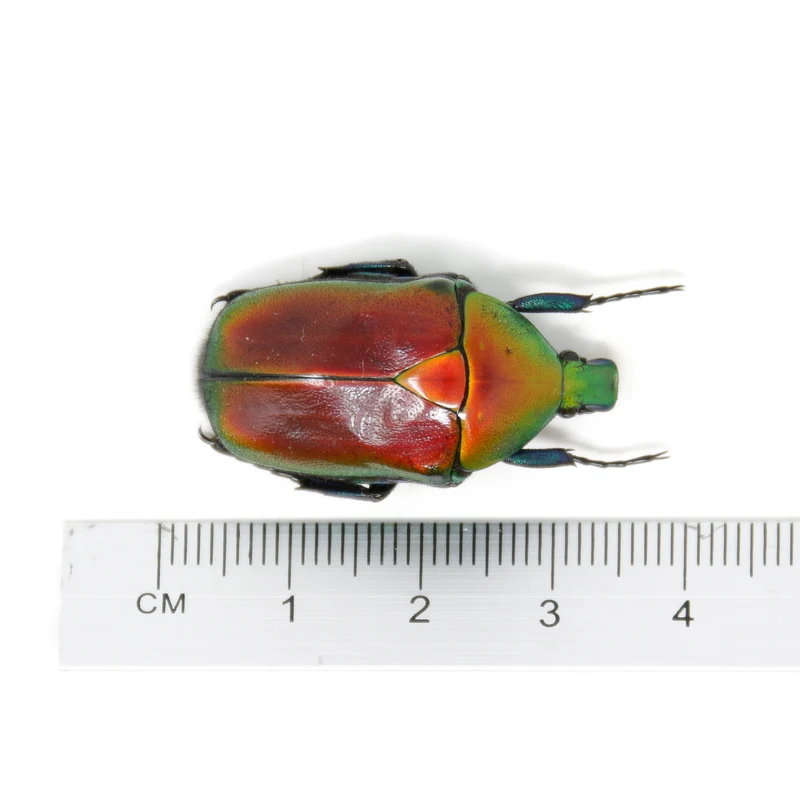 Red Flower Beetle (Torynorrhina flammea) | A1 Unmounted Specimen | Pack of 2, 5 or 10