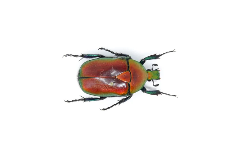 Red Flower Beetle (Torynorrhina flammea) | A1 Unmounted Specimen | Pack of 2, 5 or 10