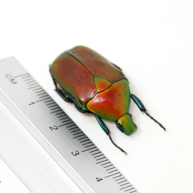 Red Flower Beetle (Torynorrhina flammea) | A1 Unmounted Specimen | Pack of 2, 5 or 10